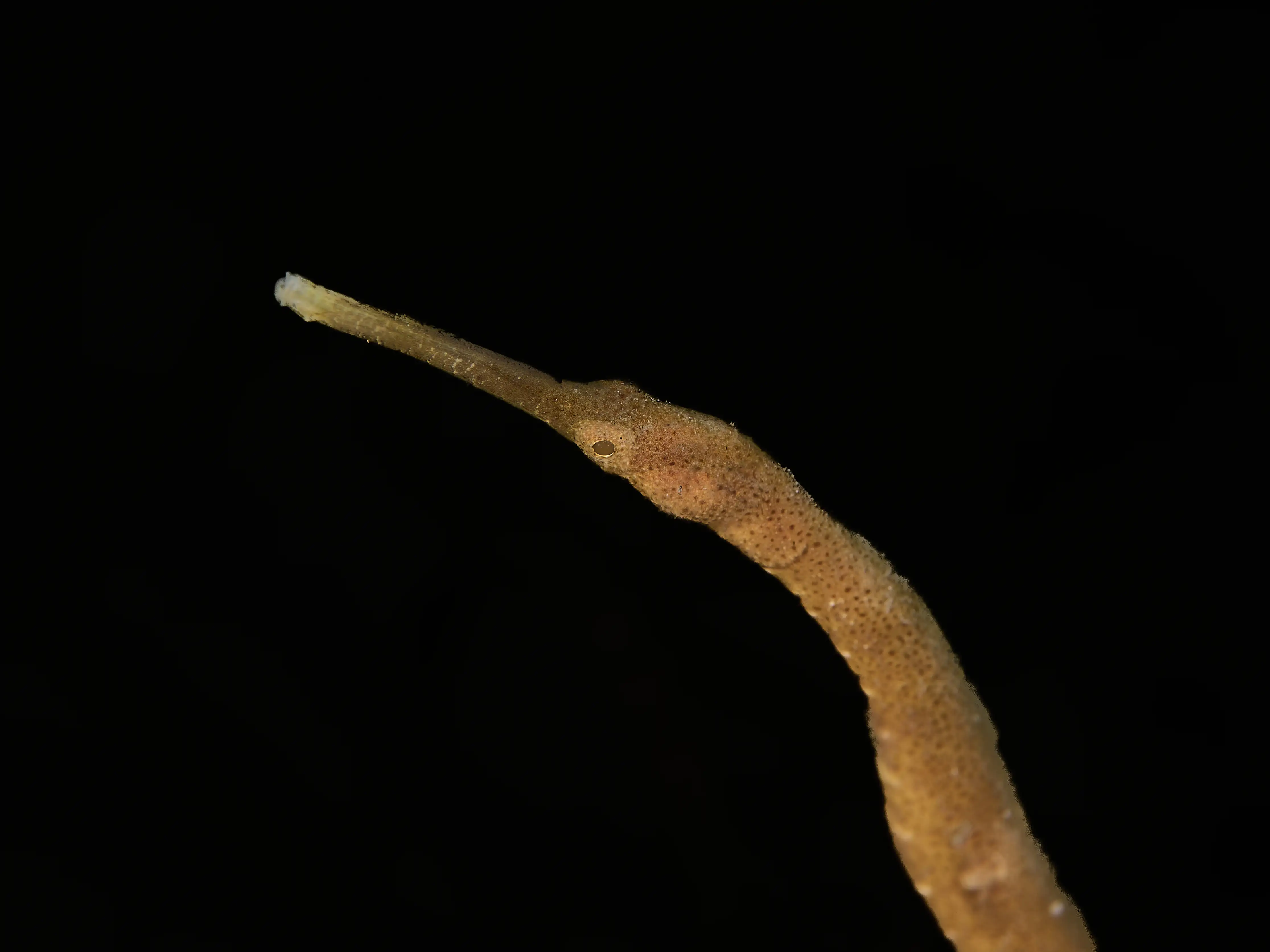 Filefish - El dorado - 20m
